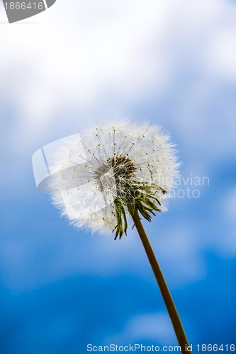 Image of dandelion