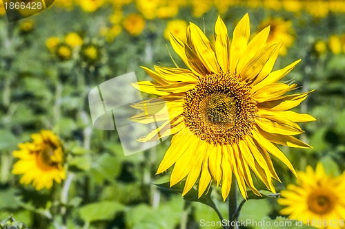 Image of Fully blossomed sunflower