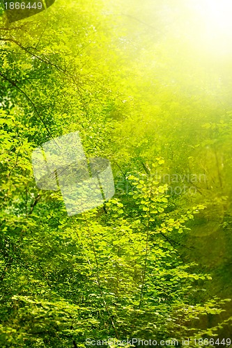 Image of Fresh And Green Leaves