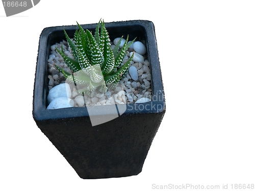 Image of Cactus Isolated