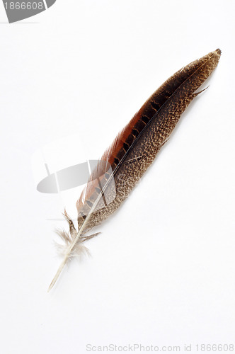 Image of Feather