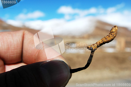 Image of Chinese caterpillar fungus 