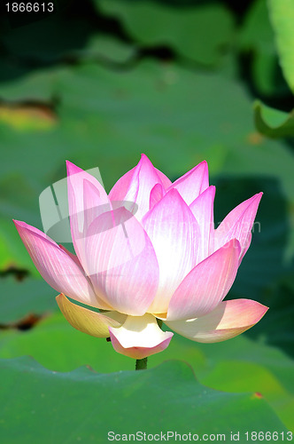 Image of Pink lotus flower blooming in pond in the summer