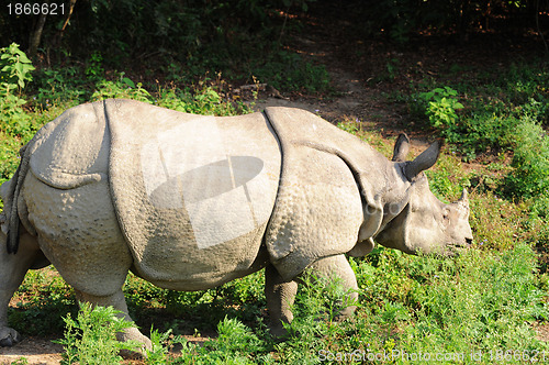 Image of Rhino