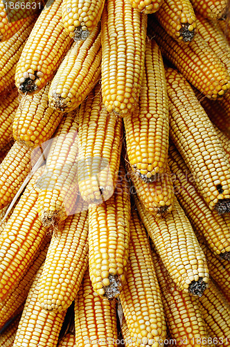 Image of Pile of corn cobs