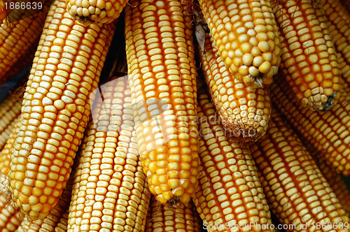 Image of Pile of corn cobs