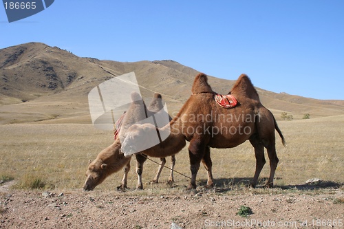 Image of Camels in the steps of Mongolia
