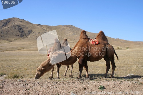 Image of Camels in the steps of Mongolia
