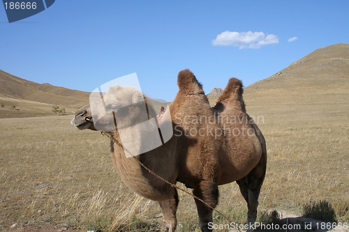 Image of Camel in the steps of Mongolia