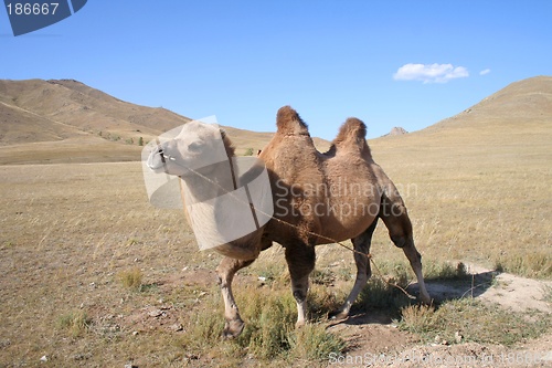 Image of Camel in the steps of Mongolia