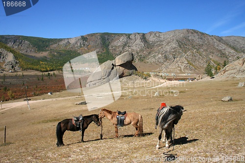 Image of Horses at Turtle Rock