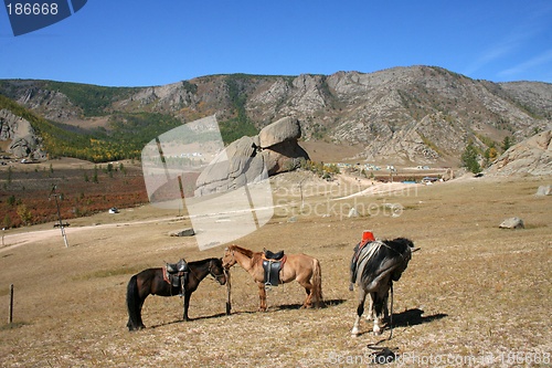 Image of Horses at Turtle Rock