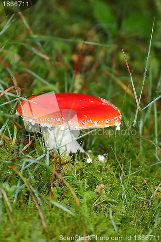 Image of fly agaric