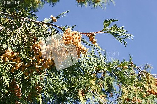 Image of Thuya branch with ripe cones