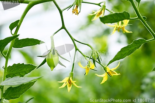 Image of Tomatoes flowers and green fruits close up