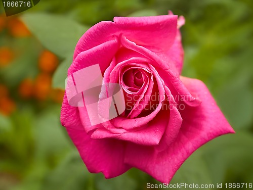 Image of Bright pink rose closeup in flowerbed
