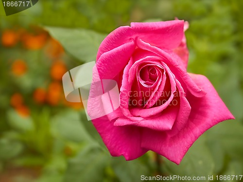 Image of Bright pink rose in flowerbed