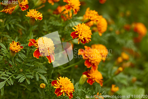 Image of Blossoming marigold in bed