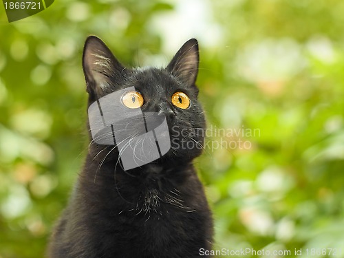 Image of Black cat on green foliage background