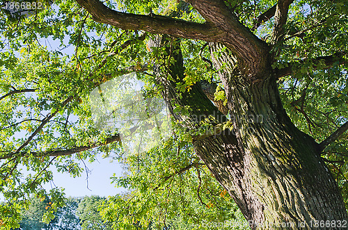 Image of Illuminated by sunlight branches of an old oak 