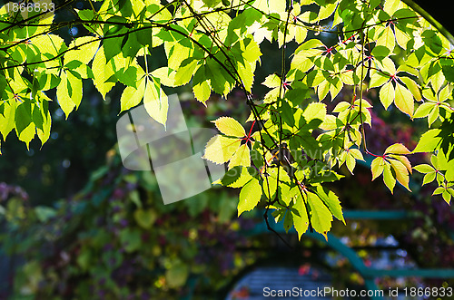 Image of Leaves of virginia creeper (Parthenocissus quinquefolia), closeu