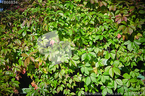 Image of Leaves of virginia creeper (Parthenocissus quinquefolia), closeu
