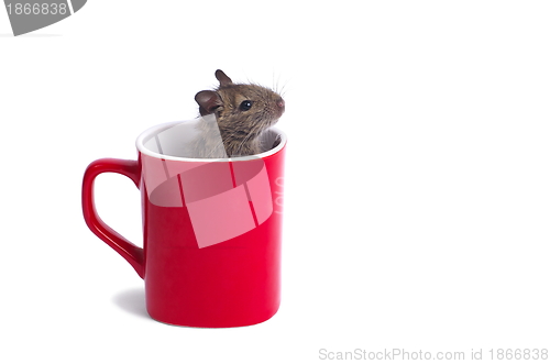 Image of Degu in a Mug