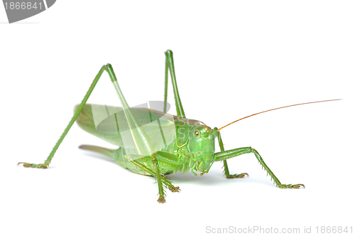 Image of Grasshopper