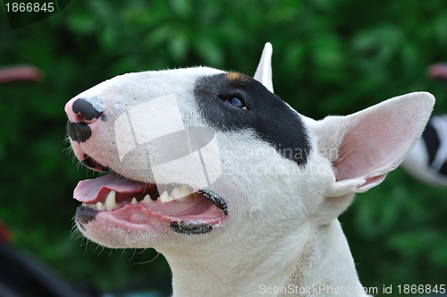 Image of Young Bull Terrier