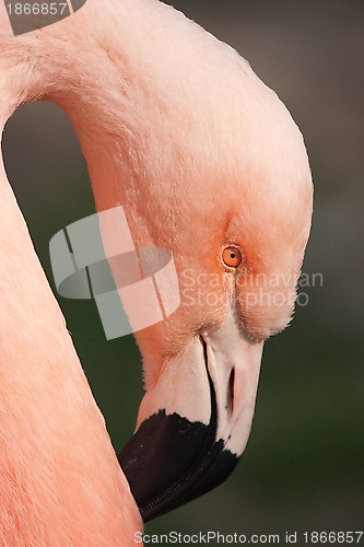 Image of Cuban Flamingo