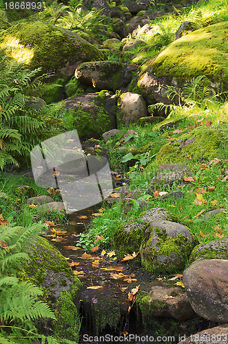 Image of Stream among stones in autumn park
