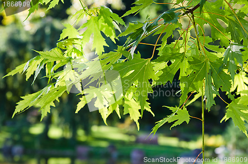 Image of The leaves of the Japanese maple, close-up 