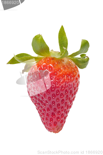 Image of Strawberry