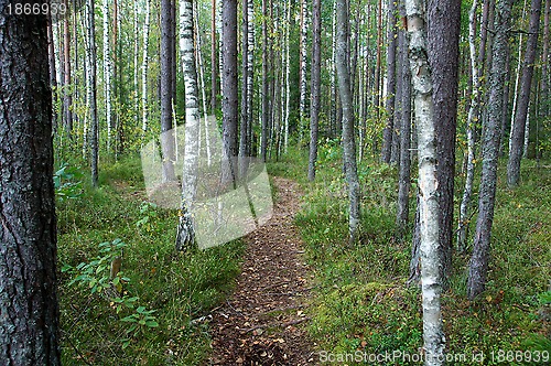 Image of Path in the forest 