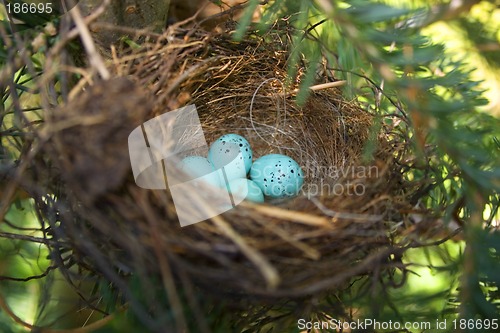 Image of chipping sparrow eggs