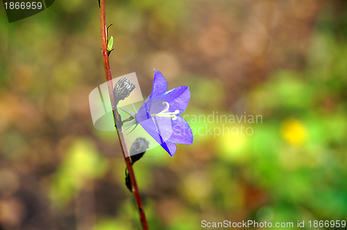 Image of Blue flower