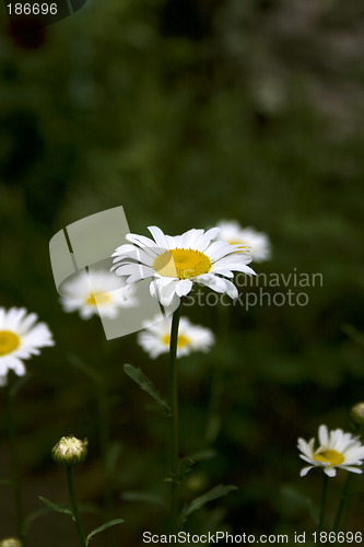 Image of Daisy