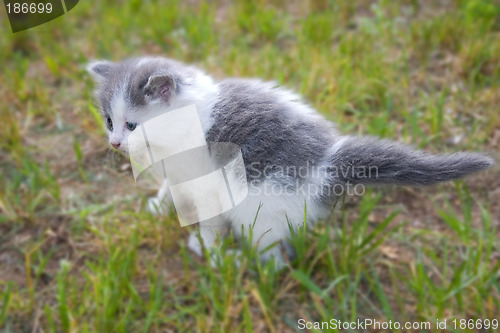 Image of Scardy Cat