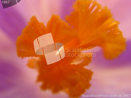 Image of Macro_crocus_22.03.2005