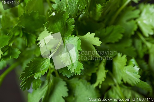 Image of Cilantro