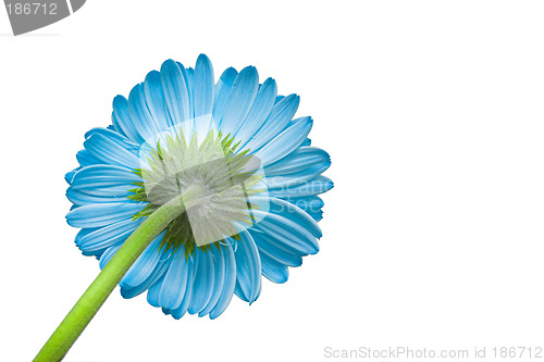 Image of Blue flower