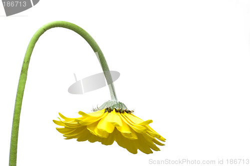 Image of Sad Flower