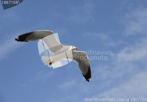 Image of flying herring gull