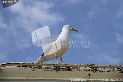 Image of herring gull on a boat deck