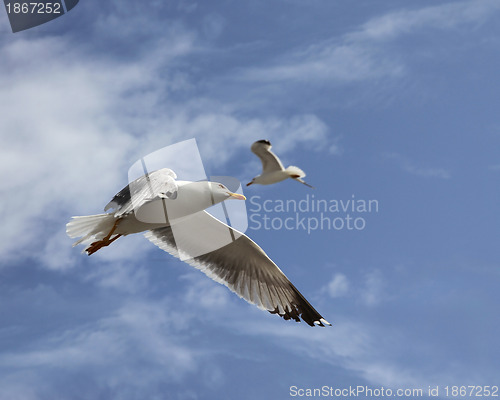 Image of flying herring gull