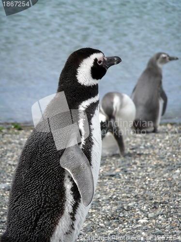 Image of Magellan penguins in Patagonia