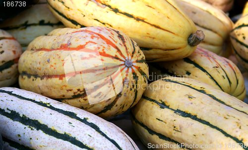 Image of Squash Harvest