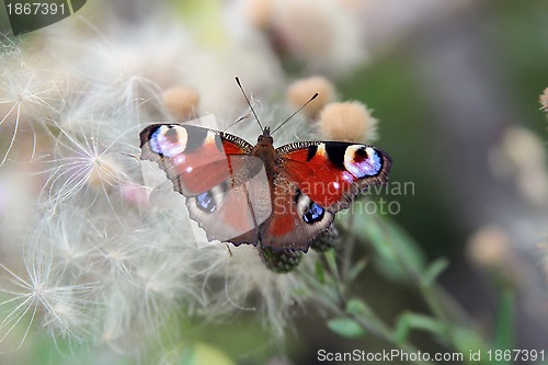 Image of Butterfly on the plant.