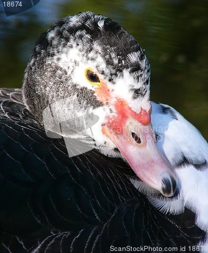 Image of B&W Duck