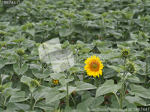Image of Lone sunflower
